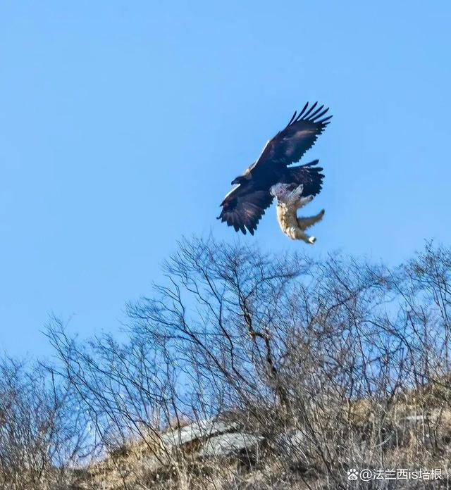  Scout连续五场比赛得分超过比分优势明显，老鹰挑战极限！